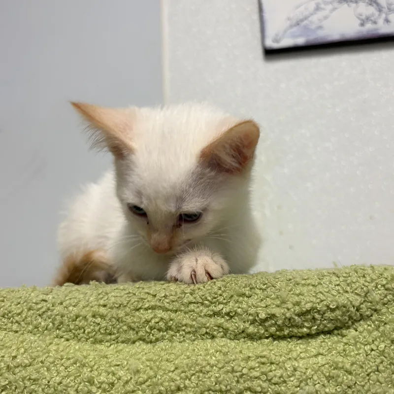 Kentucky thumbnail 4