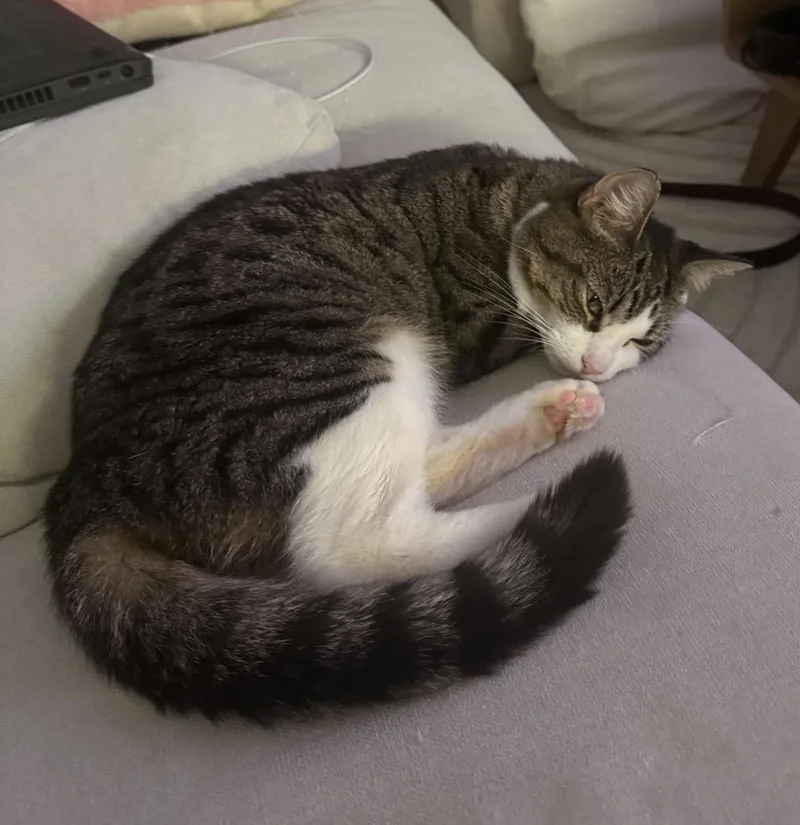 An adult medium-sized female American Shorthair cat named Niveveh for adoption in New York, NY