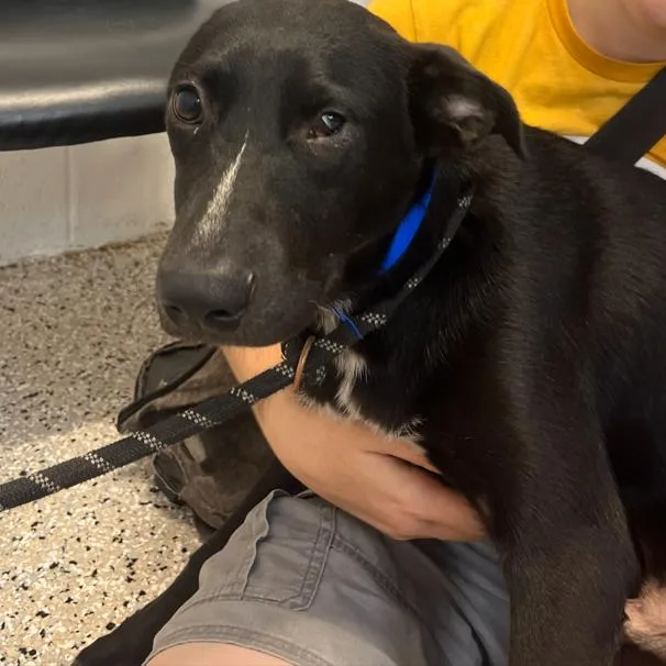 A young medium-sized male Black Labrador Retriever dog named Marco for adoption in Hattiesburg, MS