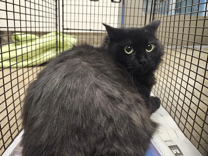An adult medium-sized female Domestic Short Hair cat named Petra for adoption in Van Nuys, CA