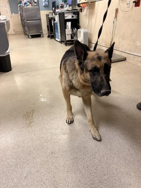 An adult large-sized male German Shepherd Dog dog named Parker for adoption in Riverside, CA