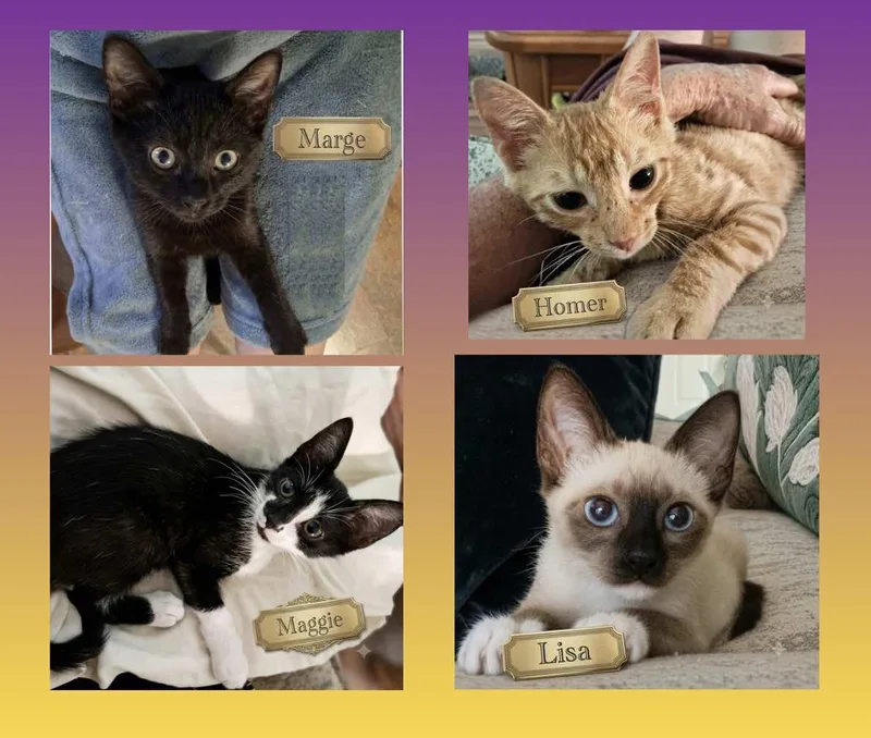 A baby small-sized female Black Domestic Short Hair cat named Marge  The Simpsons for adoption in Spring Branch, TX