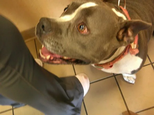 An adult medium-sized female Pit Bull Terrier dog named Mia for adoption in Ocala, FL