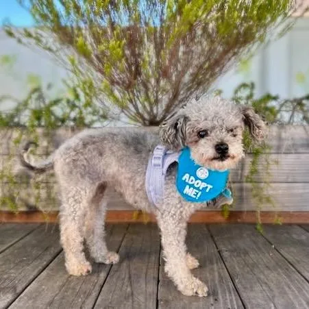 A senior small-sized female Gray / Blue / Silver Poodle dog named London Fog for adoption in Pacific Grove, CA