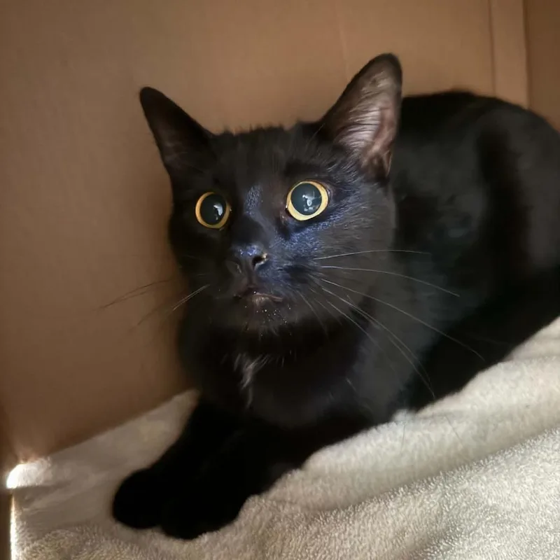 An adult medium-sized female Domestic Short Hair cat named Winona for adoption in West Olive, MI