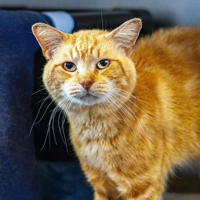 Dale Gribble thumbnail 2