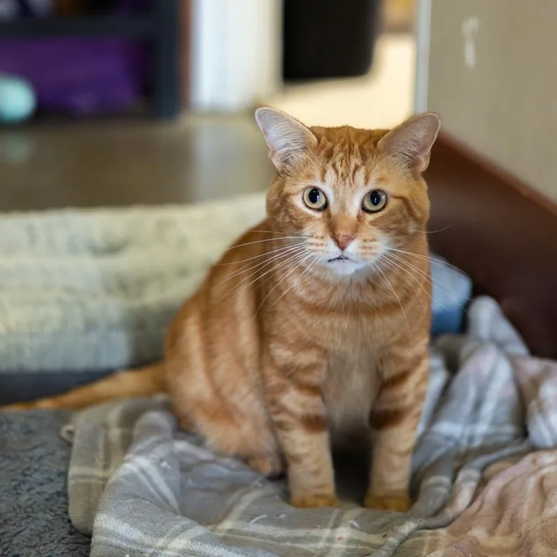 Dale Gribble thumbnail 3