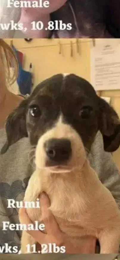 A baby small-sized female Mixed Breed dog named Rumi for adoption in Grand Rapids, MI