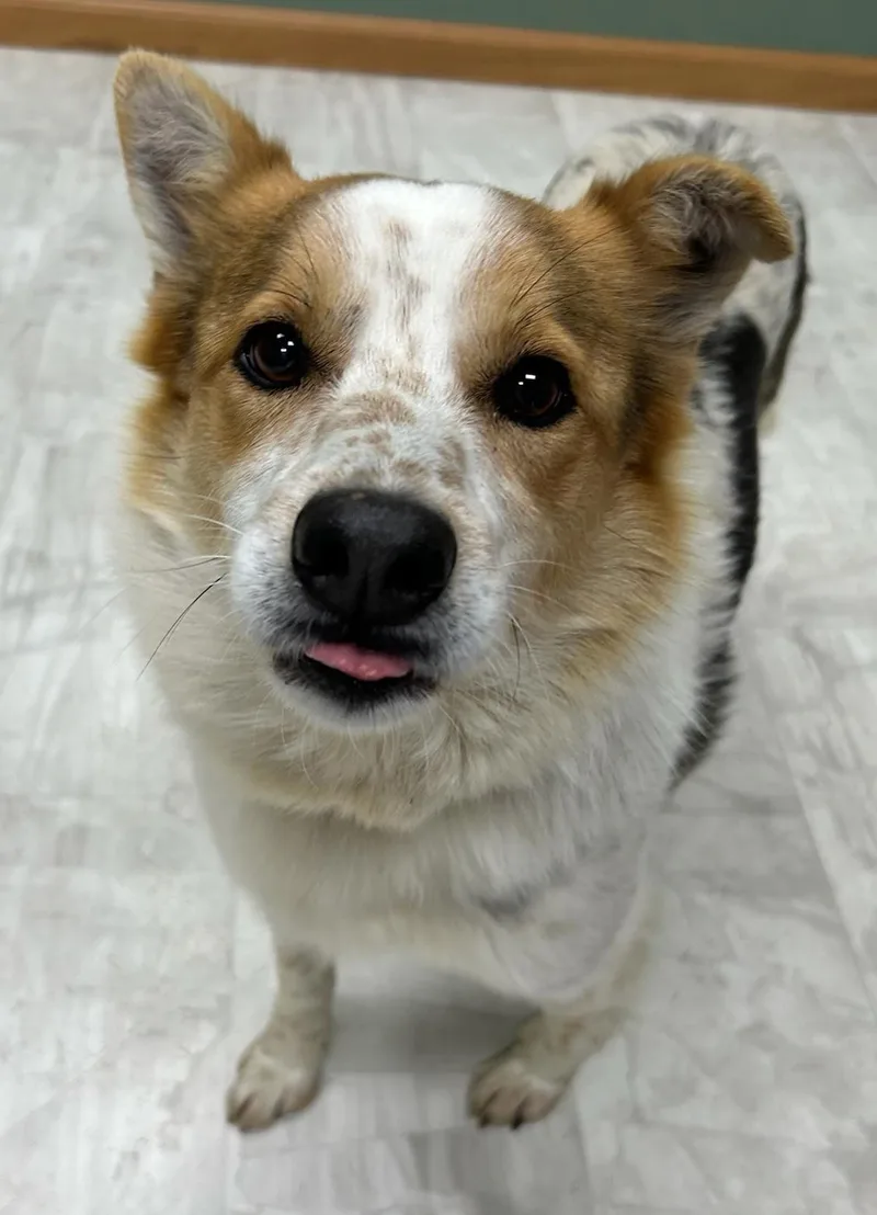 Cody thumbnail 4