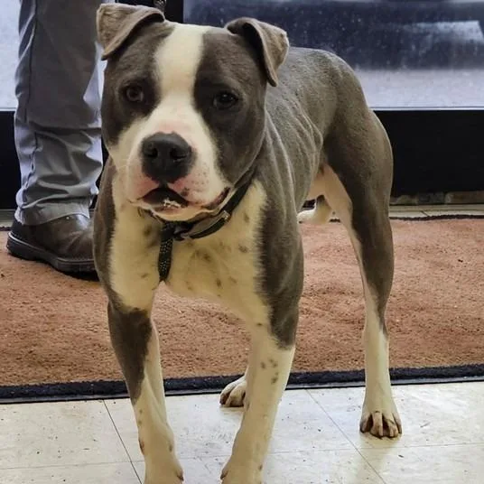 Thomas Gr thumbnail 2