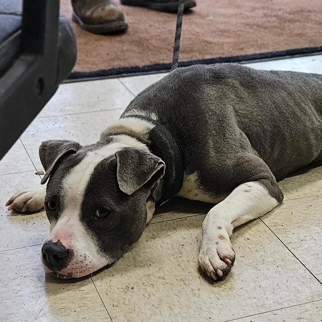 Thomas Gr thumbnail 3