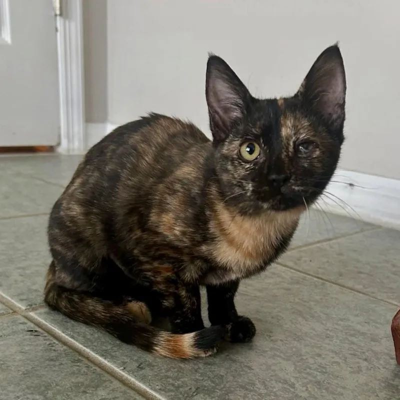 A baby small-sized female Tortoiseshell Domestic Short Hair cat named Scarlett for adoption in Orlando, FL