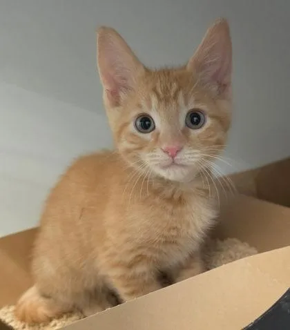 A baby small-sized male Domestic Short Hair cat named Cool Mint for adoption in Roseville, CA