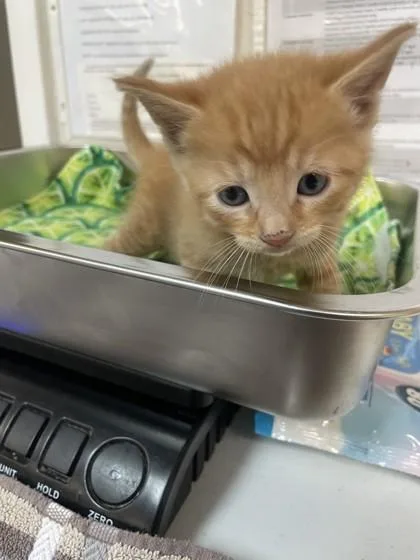 Cool Mint thumbnail 2