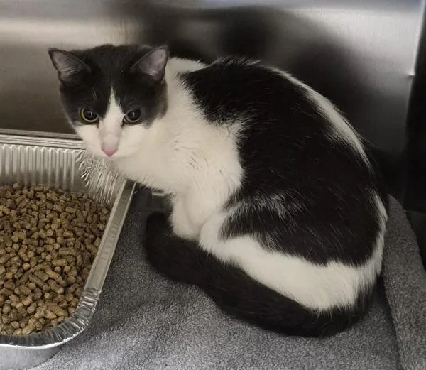 An adult small-sized female Domestic Short Hair cat named Pen c Mavis for adoption in Lawrenceville, GA