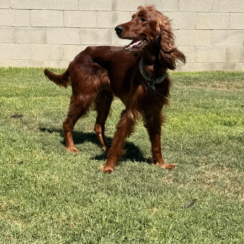 An adult medium-sized female Red / Chestnut / Orange Irish Setter dog named Maggie for adoption in Torrance, CA