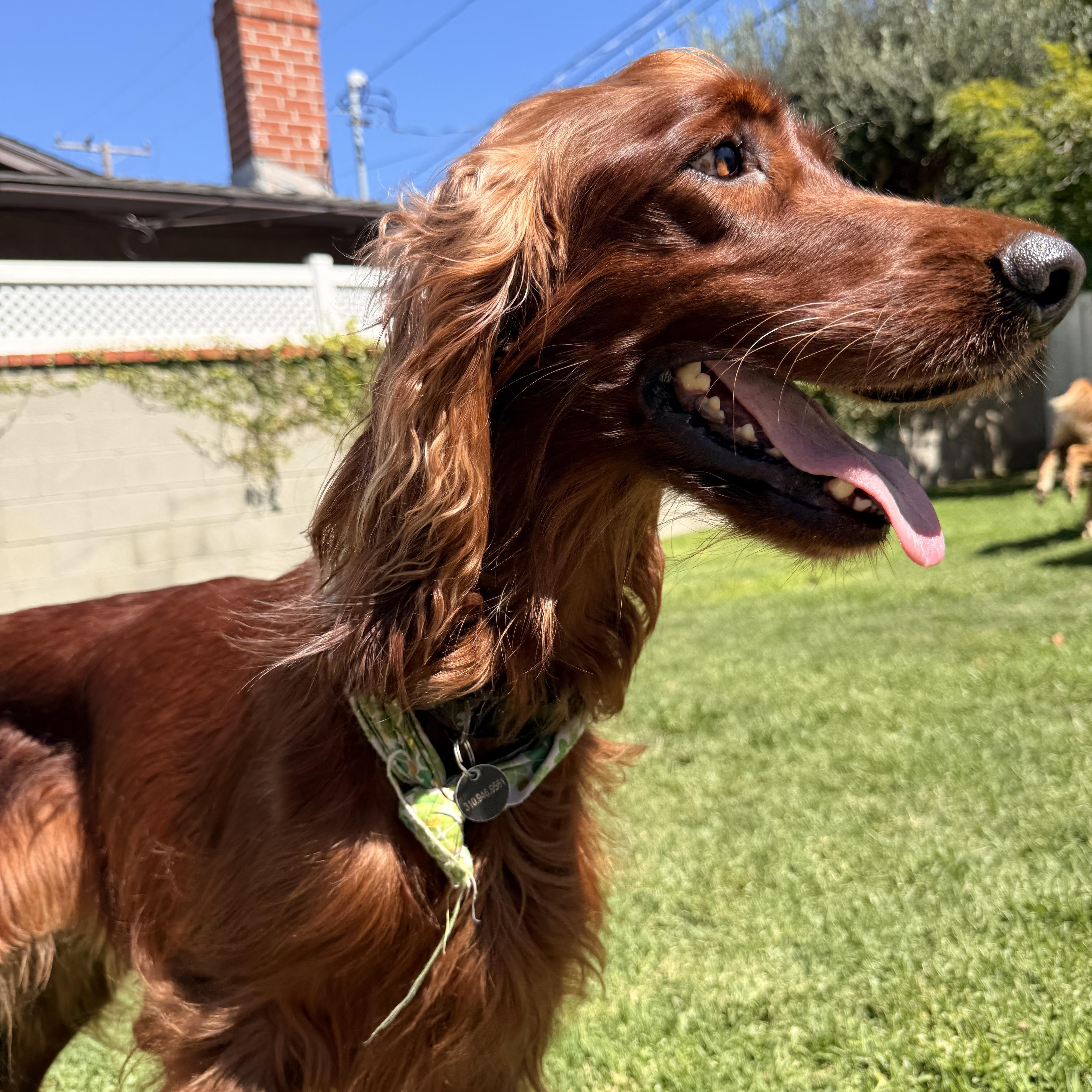 Maggie thumbnail 5