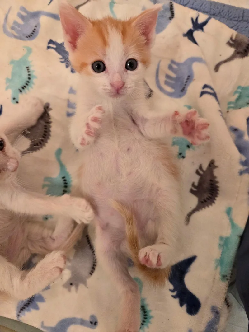 A baby medium-sized female Orange & White Domestic Short Hair cat named Finn for adoption in Pacific Palisades, CA
