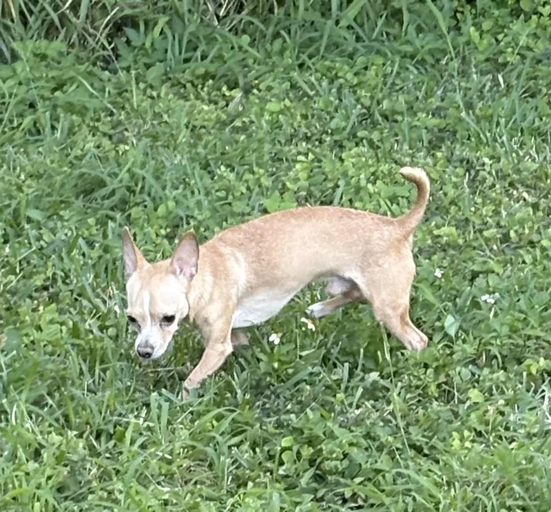 Tito