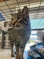 An adult medium-sized male Tabby (Brown / Chocolate) Domestic Short Hair cat named Baby for adoption in Manitowoc, WI