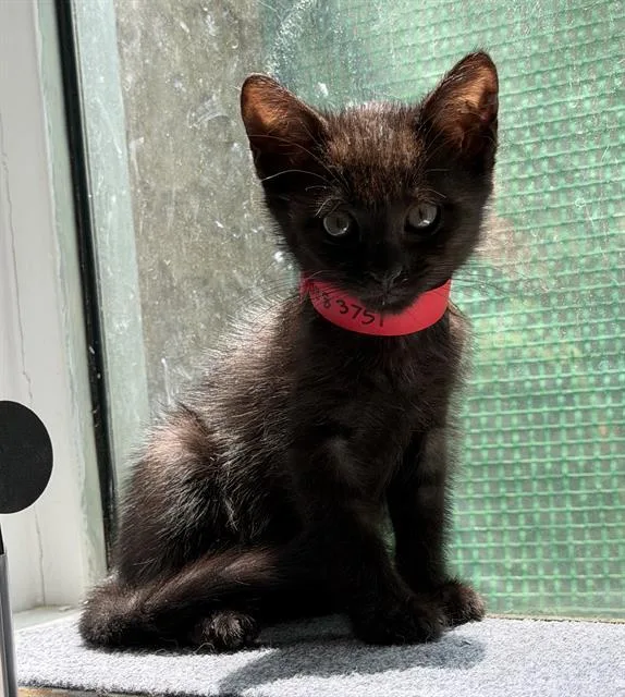 A baby small-sized female Domestic Short Hair cat named Remington for adoption in Camarillo, CA