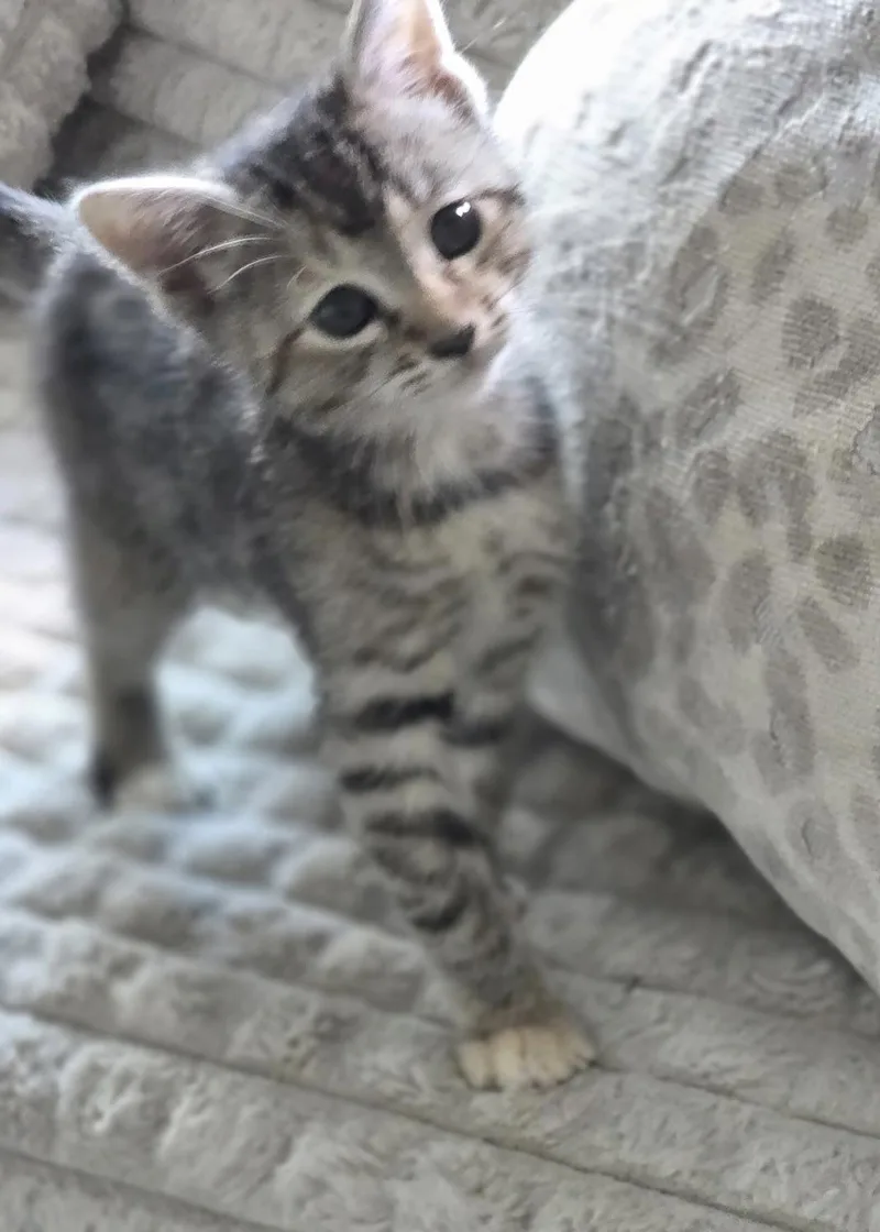 A baby medium-sized female Domestic Short Hair cat named Edith for adoption in Campbell, CA