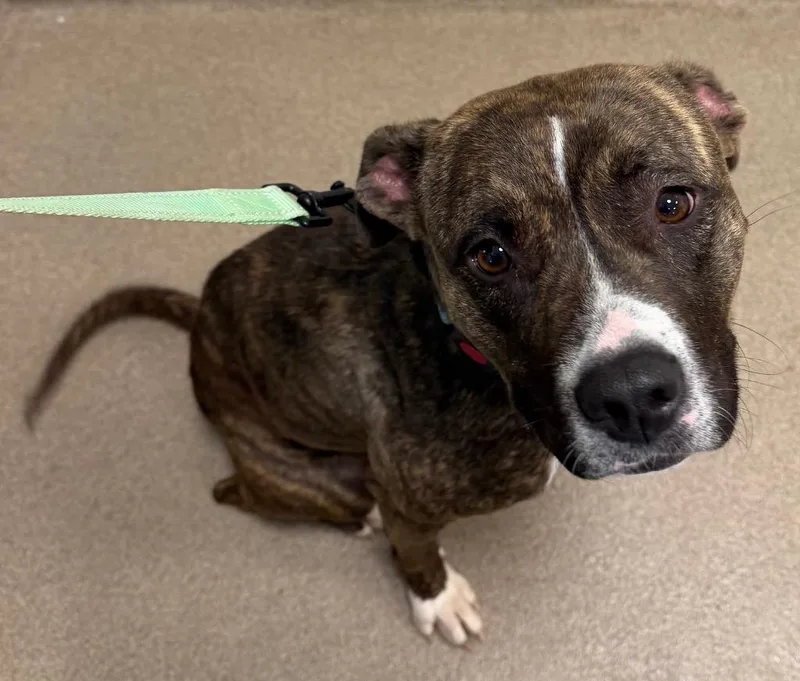 An adult large-sized female Pit Bull Terrier dog named Brynn for adoption in Ferndale, NY