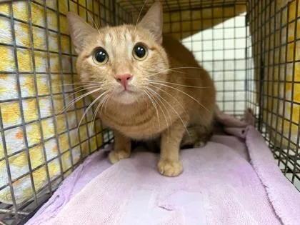 An adult small-sized male Domestic Short Hair cat named Cheese for adoption in Honolulu, HI