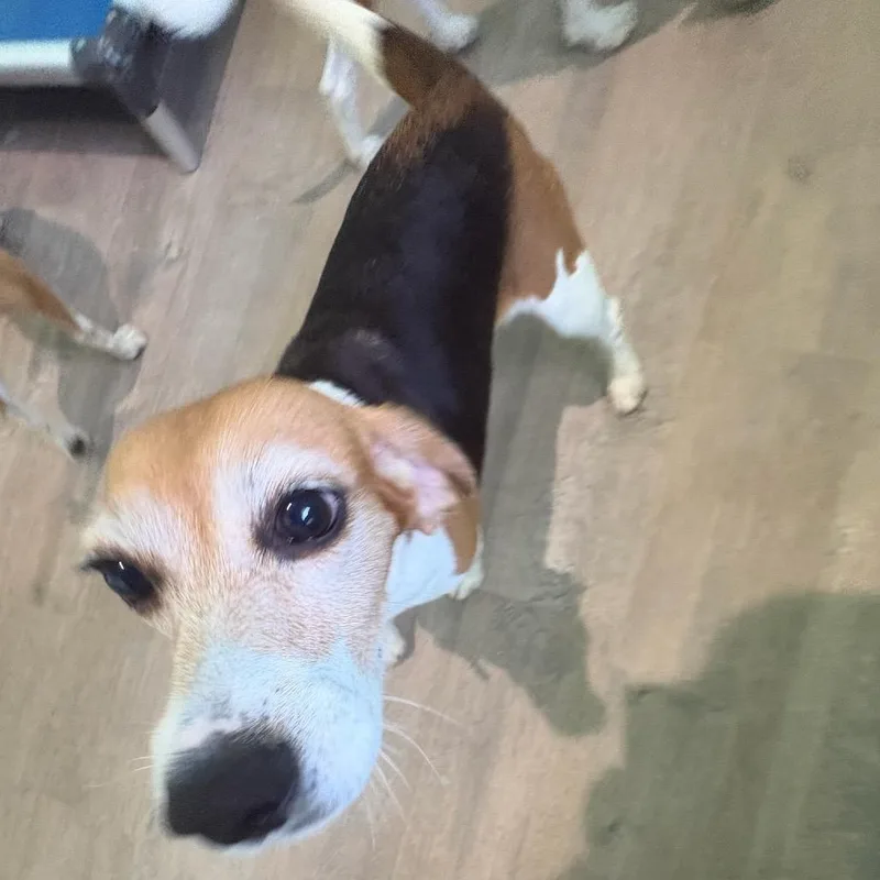 An adult small-sized female Yellow / Tan / Blond / Fawn Beagle dog named UVS aka Khloe for adoption in LOXAHATCHEE, FL