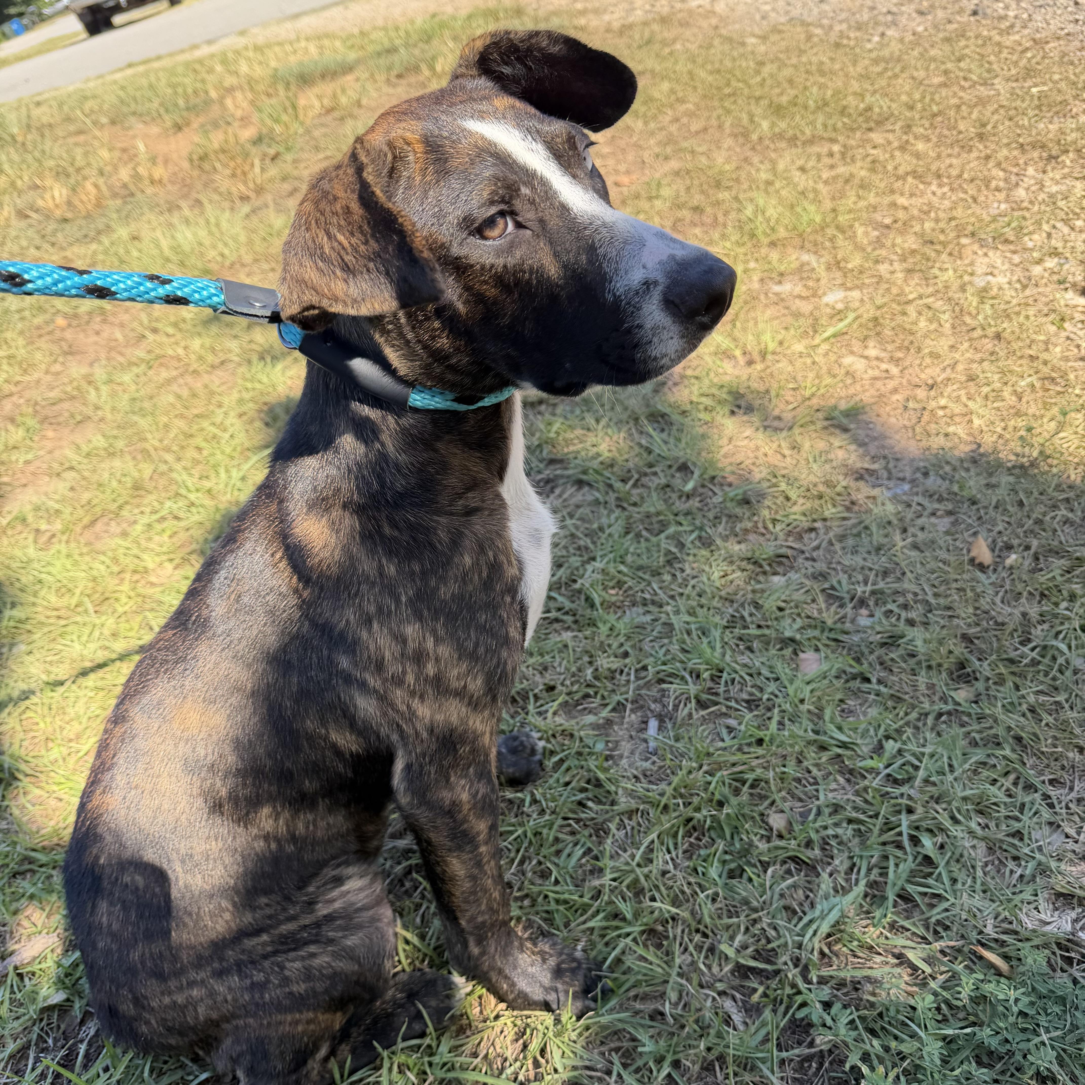 A baby medium-sized female Mixed Breed dog named Harvest for adoption in Columbia, SC