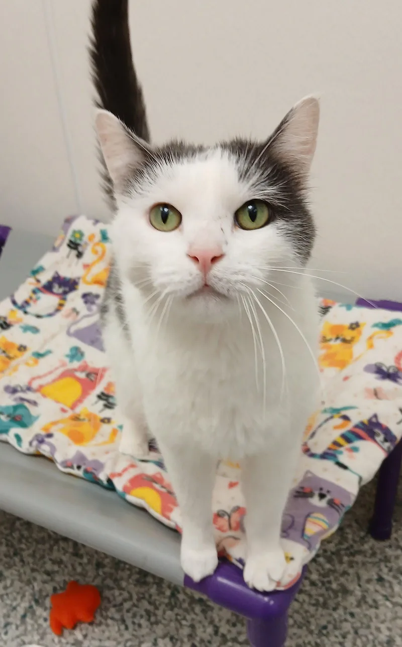An adult medium-sized male Gray & White Domestic Short Hair cat named Simon for adoption in Bay City, MI