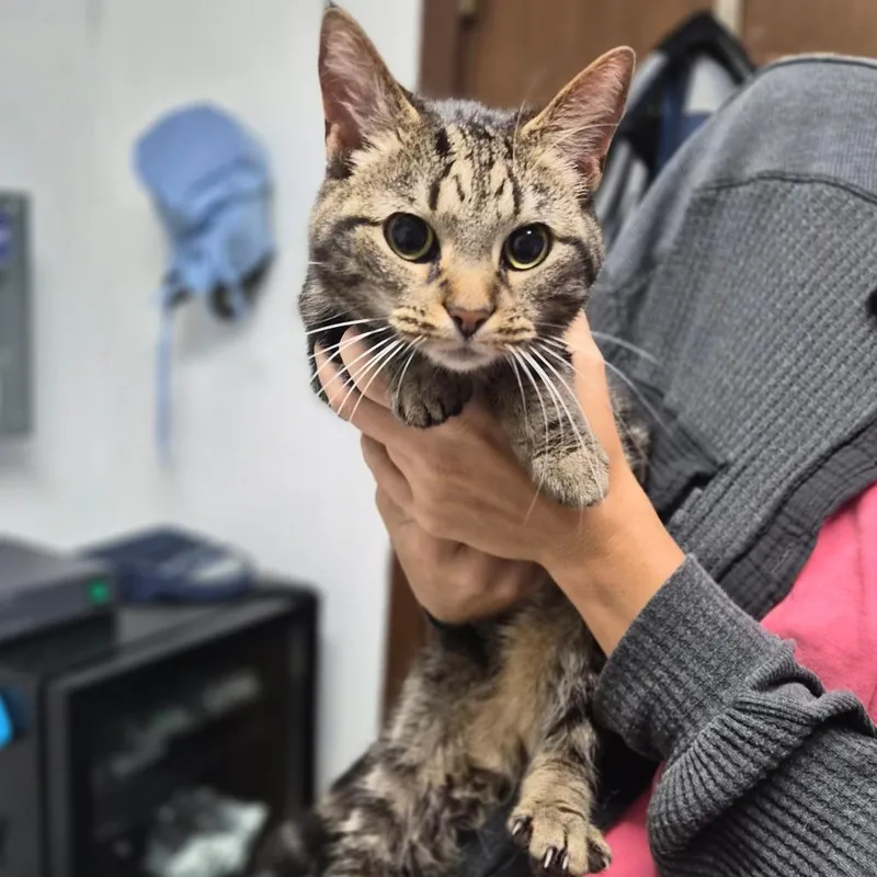 An adult medium-sized female Gray / Blue / Silver American Shorthair cat named Lilly for adoption in Wahiawa, HI