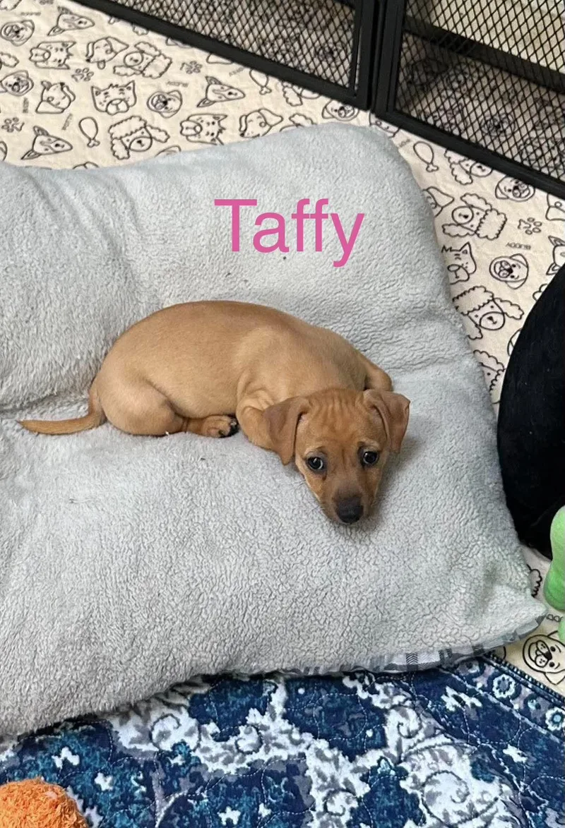 A baby small-sized female Chihuahua dog named Taffy for adoption in Virginia Beach, VA