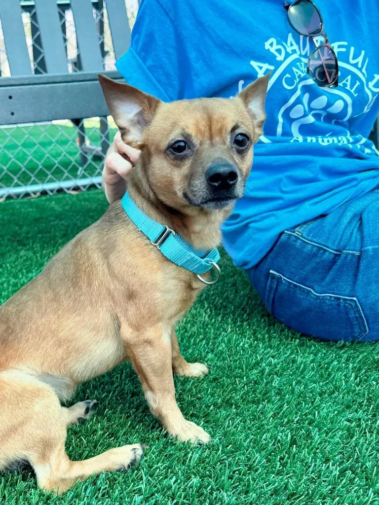 An adult small-sized male Chihuahua dog named Craig for adoption in Cape Coral, FL