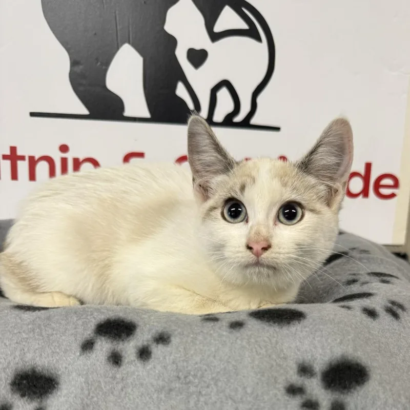A baby small-sized female Domestic Short Hair cat named United for adoption in Incline Village, NV