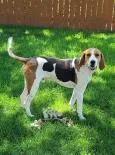 An adult large-sized male Tricolor (Brown, Black, & White) American Foxhound dog named Hank for adoption in Canon City, CO