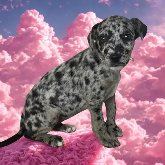 A baby medium-sized female Merle (Blue) Catahoula Leopard Dog dog named Layla for adoption in Dallas, GA