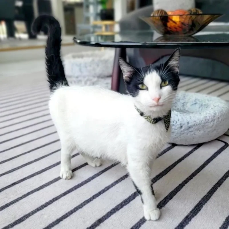 A young medium-sized male Turkish Van cat named Apollo Tranquilitybase for adoption in Houston, TX