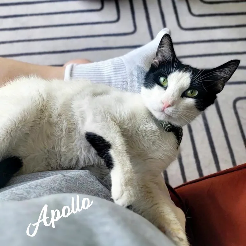 Apollo Tranquilitybase thumbnail 3