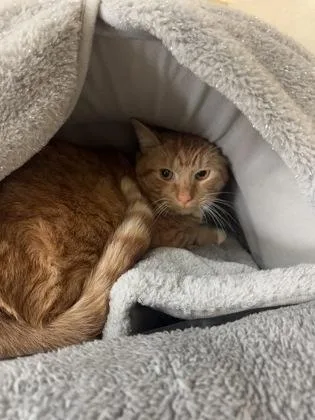 An adult medium-sized male Calico cat named Easter for adoption in Salem, NH