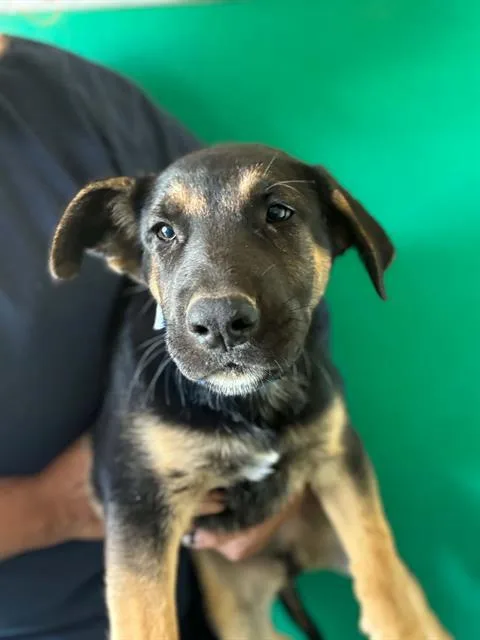 A baby small-sized male German Shepherd Dog dog named A for adoption in Visalia, CA