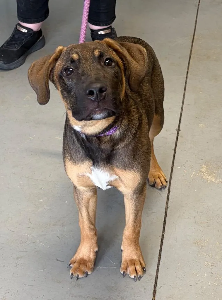 A baby large-sized male German Shepherd Dog dog named Rally for adoption in Hartford City, IN