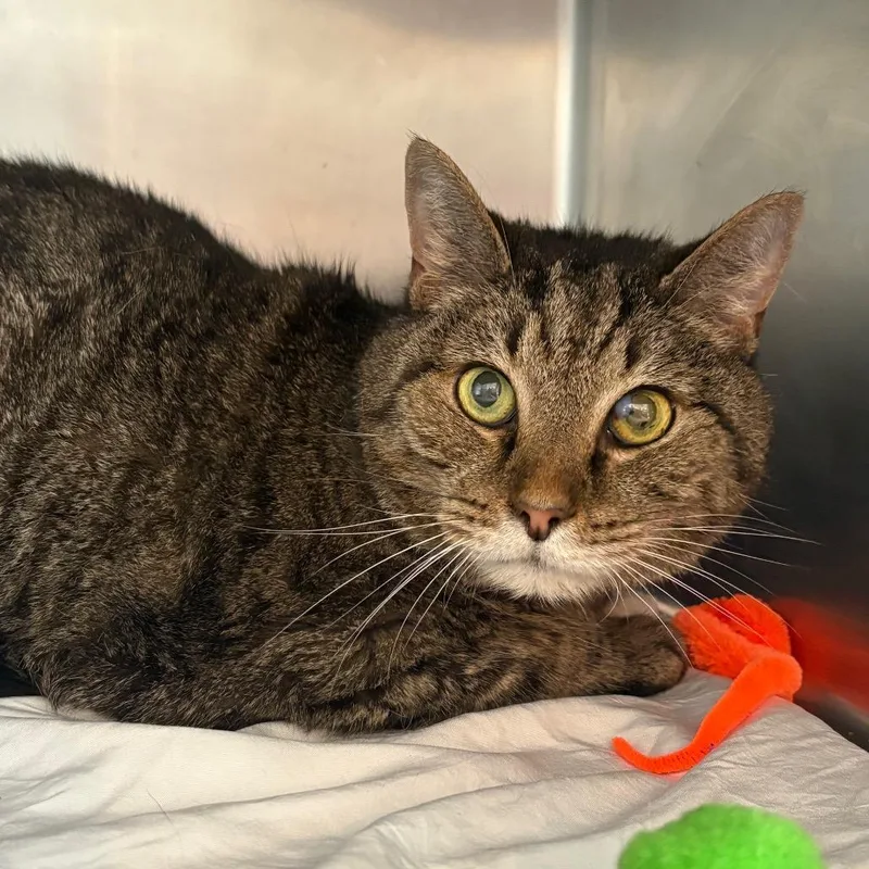 A senior medium-sized male Brown / Chocolate Domestic Short Hair cat named Little Bit for adoption in Chattanooga, TN