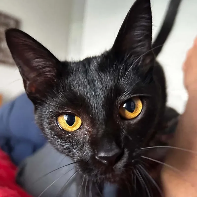 A baby small-sized female Black Domestic Short Hair cat named Layla for adoption in Grantsville, UT