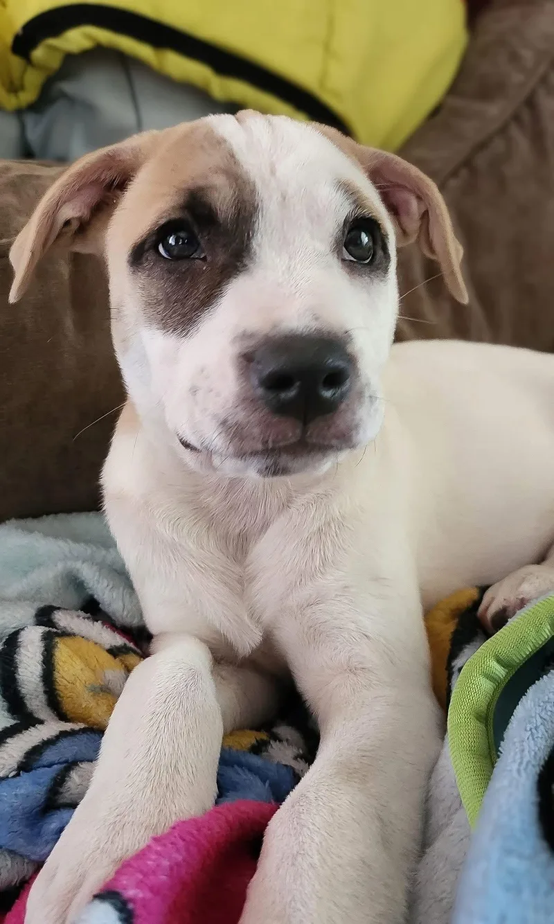 A baby medium-sized female Tricolor (Brown, Black, & White) Mixed Breed dog named Zoey for adoption in Clinton, WI