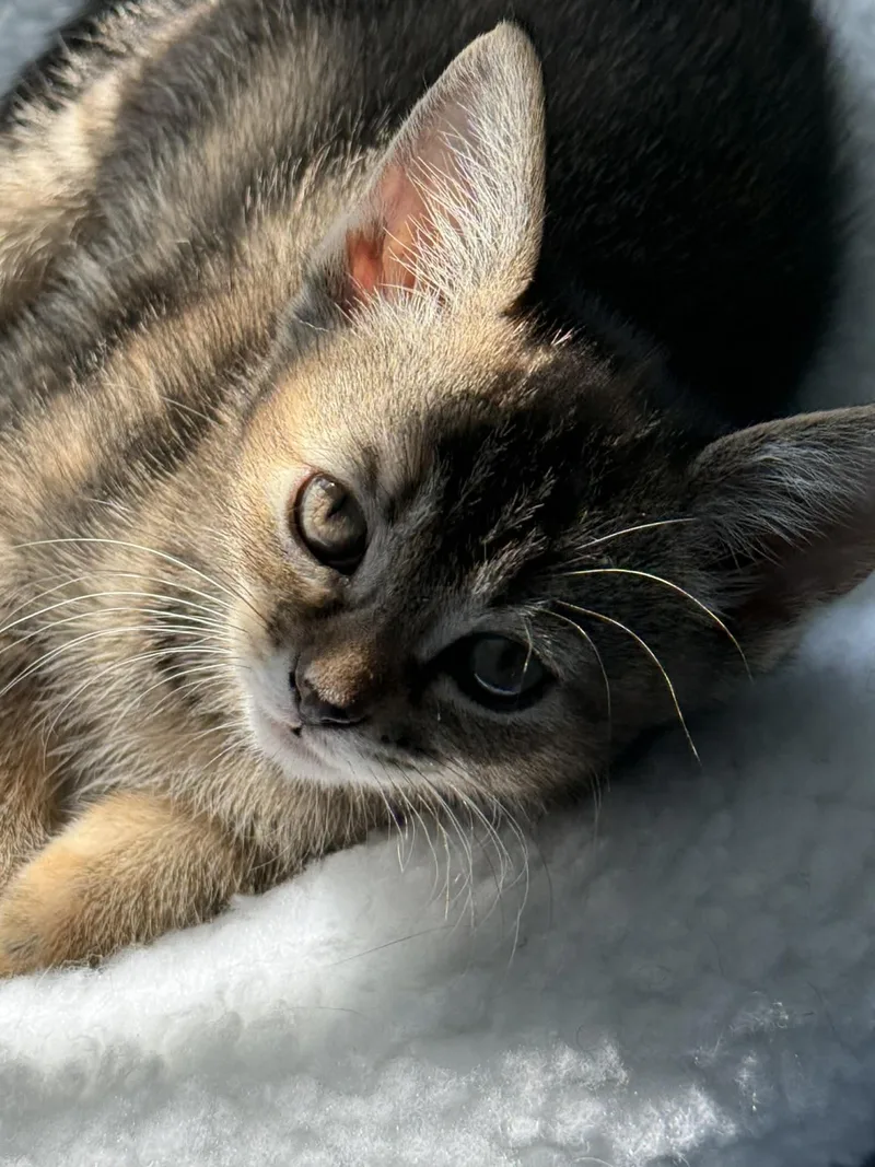 A baby small-sized female Domestic Short Hair cat named Rhoda And Petunia for adoption in Hull, MA