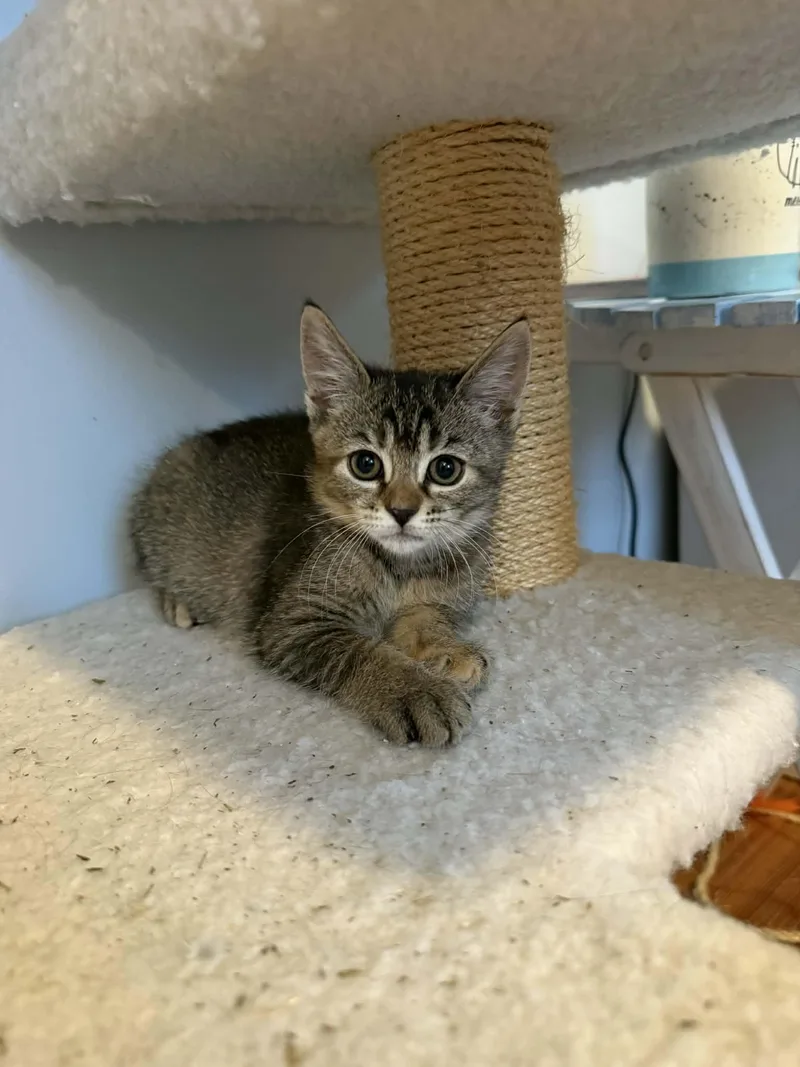 Rhoda And Petunia thumbnail 2