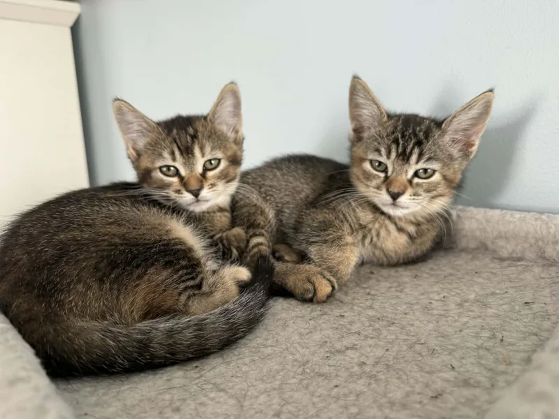 Rhoda And Petunia thumbnail 3