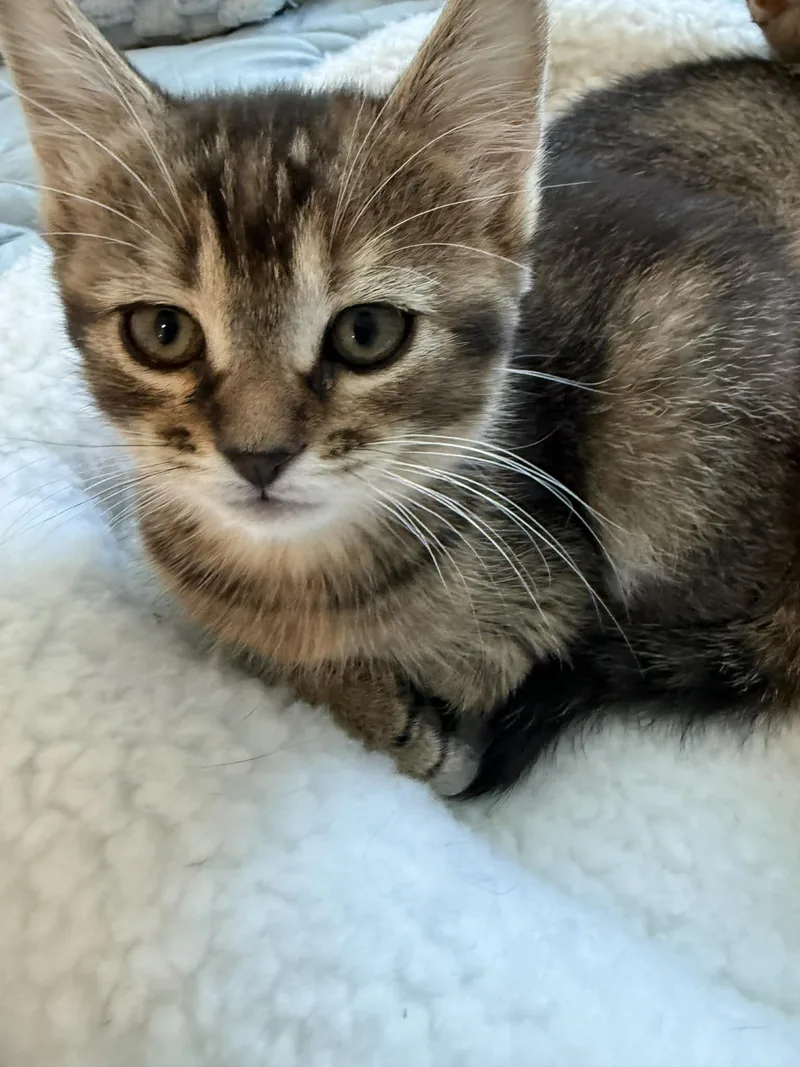 Rhoda And Petunia thumbnail 4