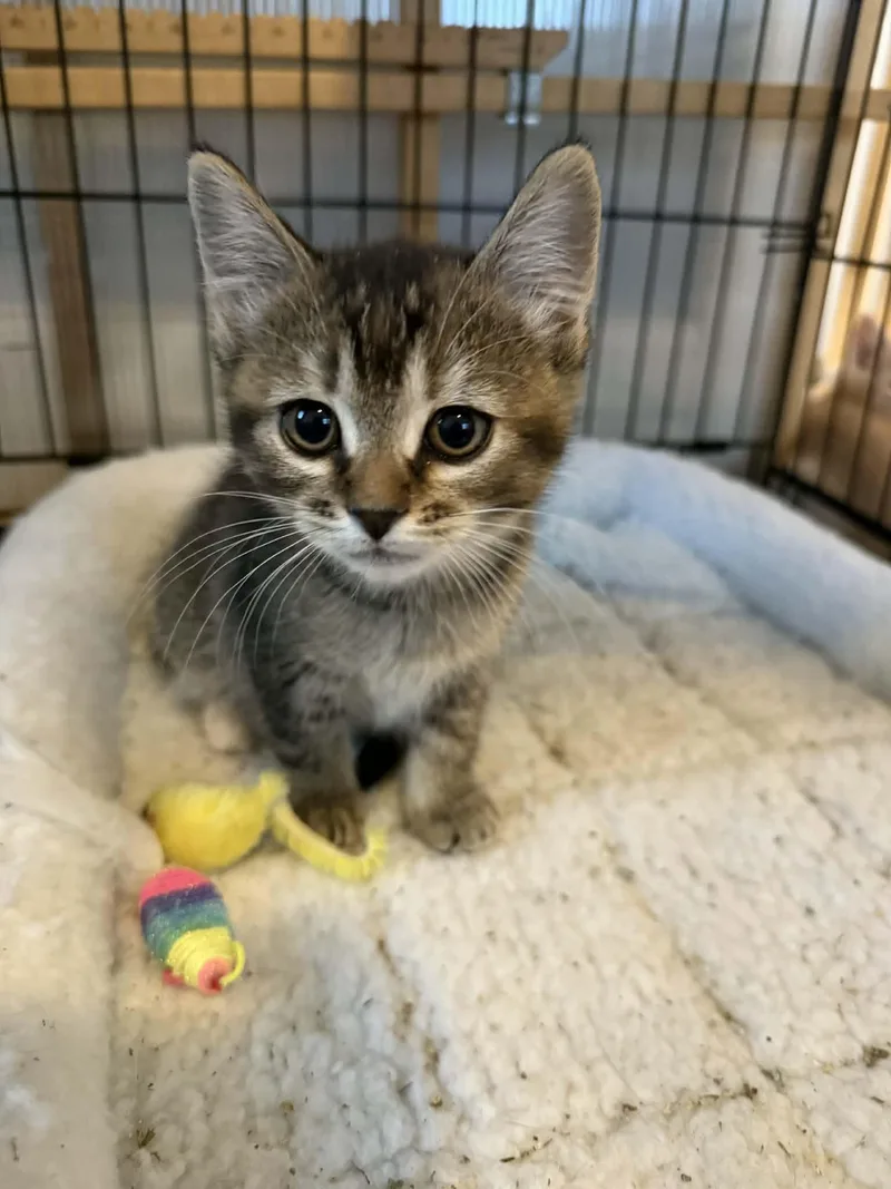 Rhoda And Petunia thumbnail 5